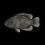 Burnt Bass