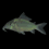 Burnt Catfish