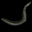 Burnt Eel