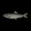 Burnt Herring
