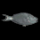 Burnt Parrotfish