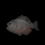 Burnt Piranha