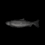Burnt Salmon