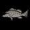 Burnt Snapper