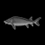 Burnt Sturgeon