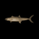 Cooked Mackerel